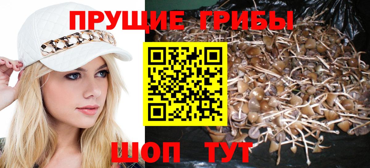 Псилоцибиновые грибы GOLDEN TEACHER Елец